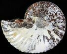 Hoploscaphites Ammonite - South Dakota #62602-1